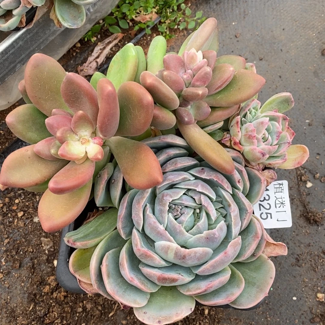 (****)杂交精品多肉4325散特~伪群