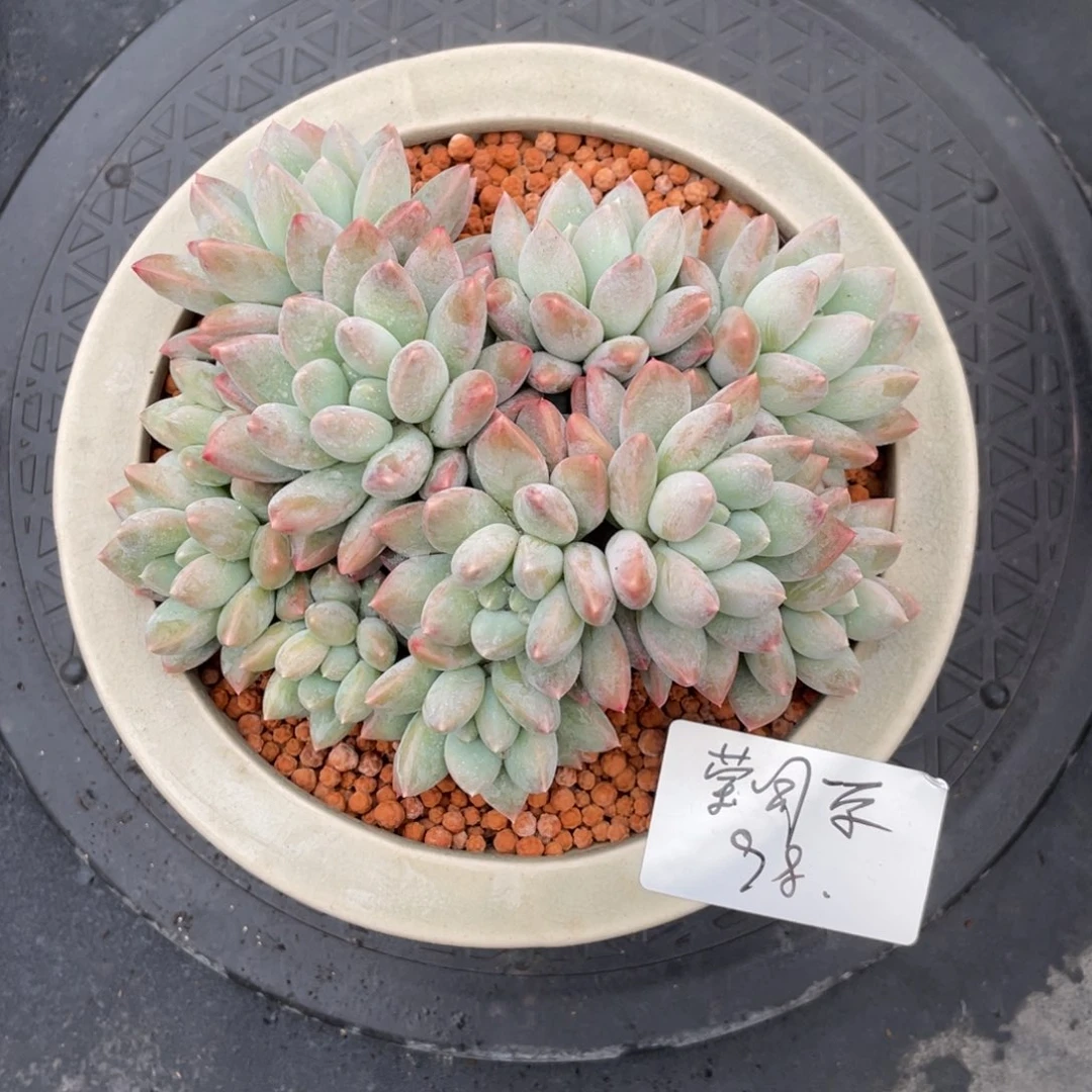 一物一拍中通快递