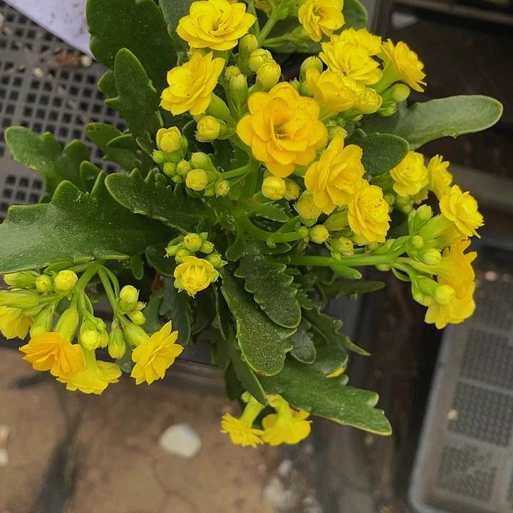 黄长寿花带盆土发