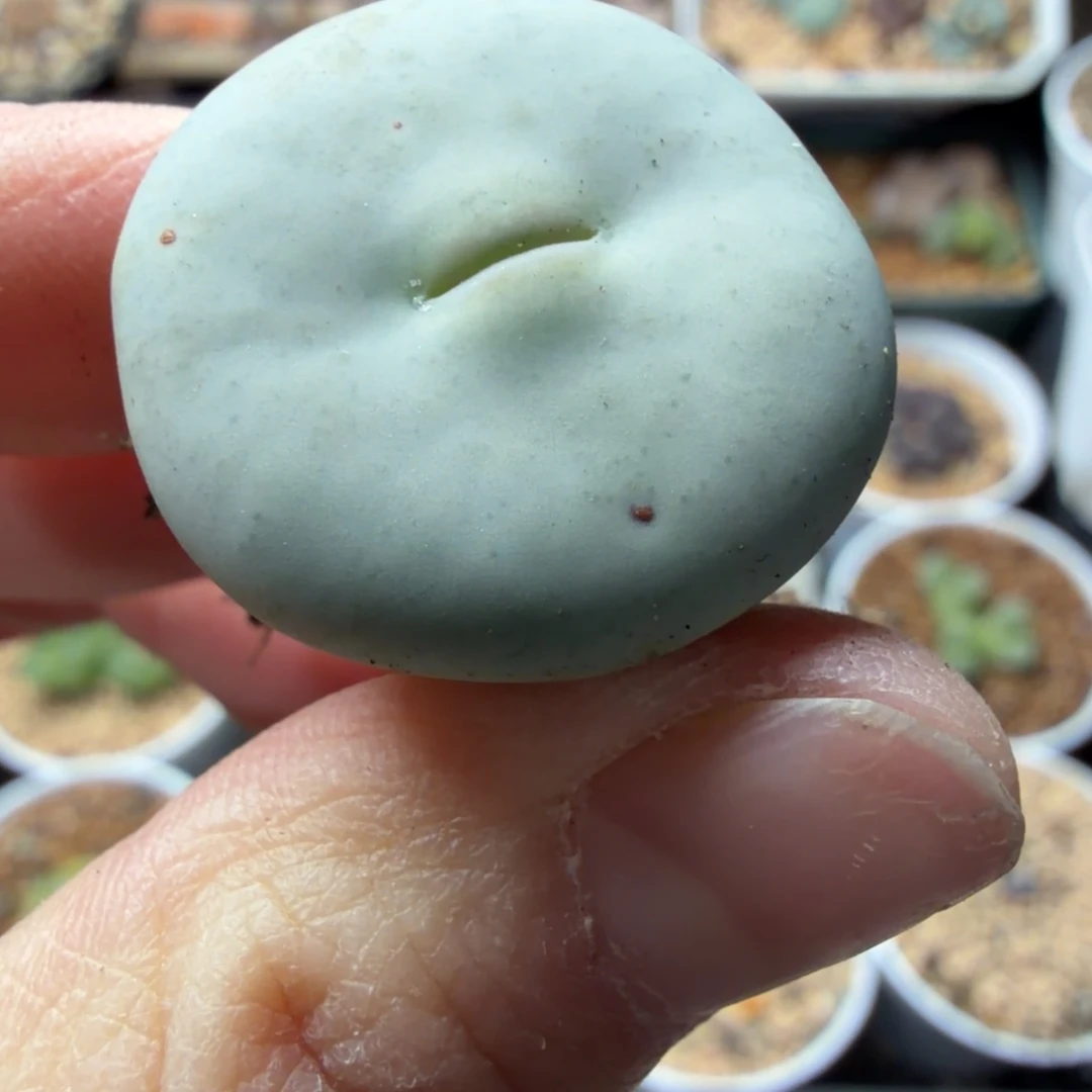 精品大型嘴一颗母本