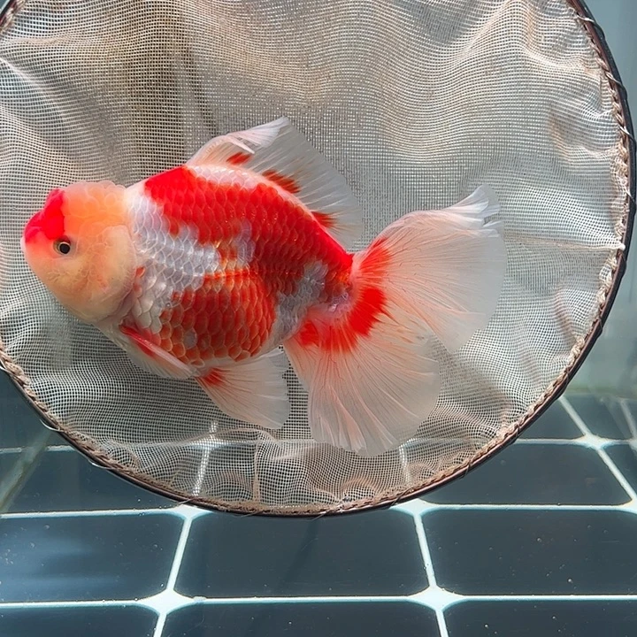 金鱼百褶泰狮压成39