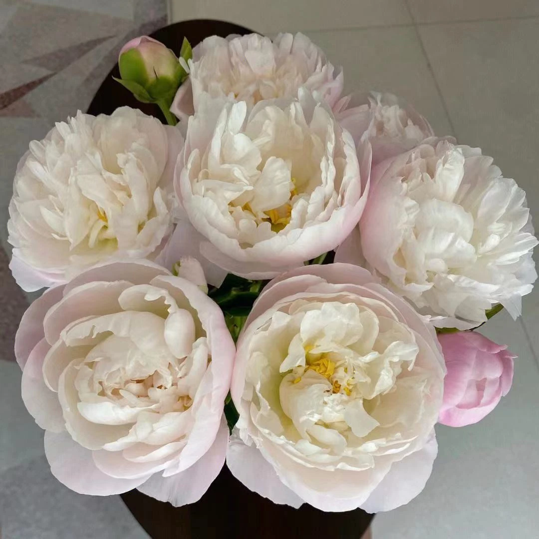 【现货 美国小姐】荷兰AAA级进口芍药 重瓣 芍药山东基地直发花雲里