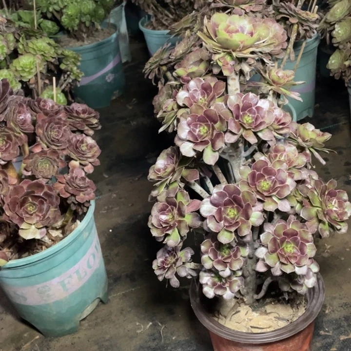 36灰法师多肉多肉多肉多肉