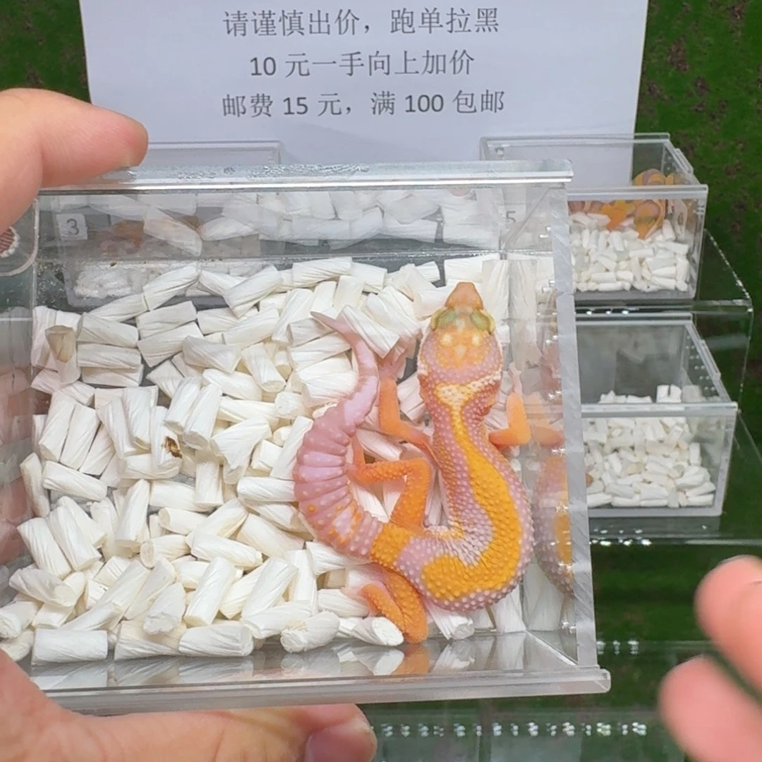 豹纹守宫豹纹守宫 蜡笔暴龙 公温