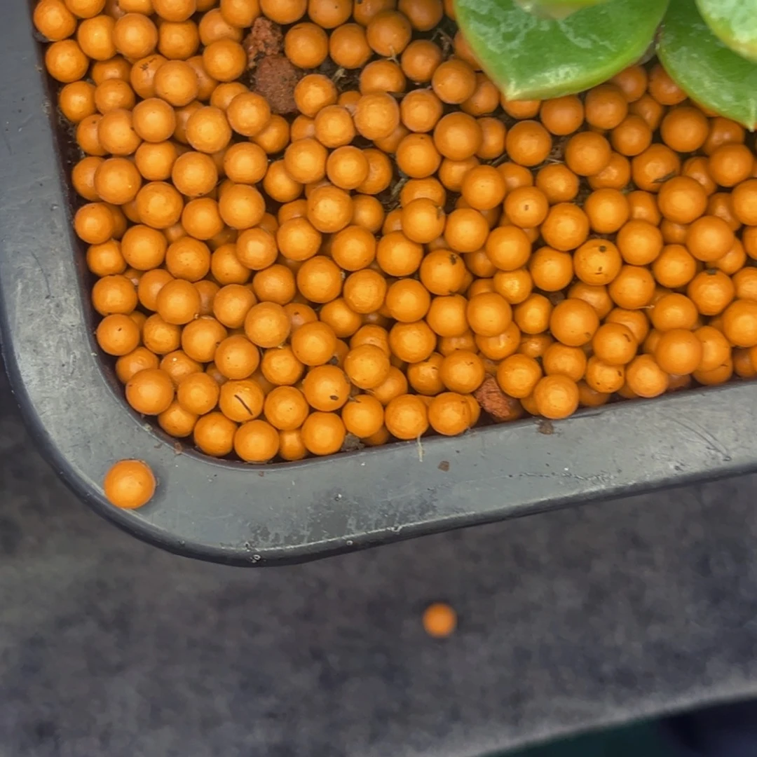 有***西小姐姐的多肉植物群生充值