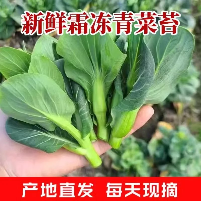 顺丰包邮江苏东台现摘苏州青菜苔菜心菜苔新鲜