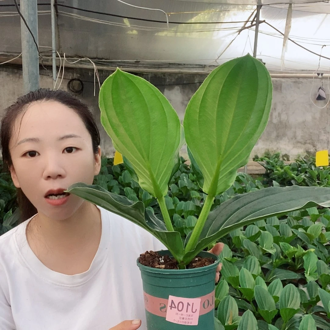 无花朵感**见木本花卉104