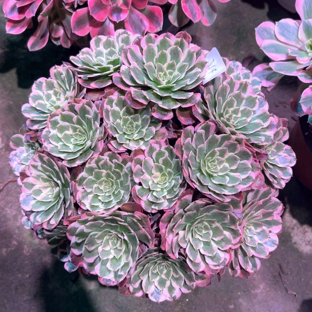 多肉植物霁月00314