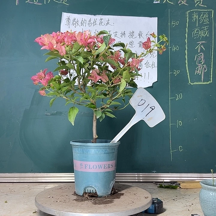 当前无花栽培后可以开花 卡亚塔  019