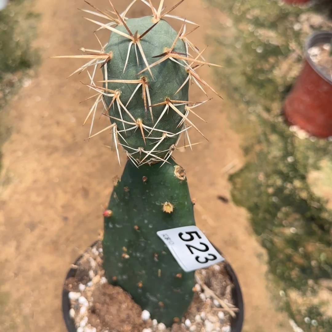 【闪购商品】无花朵嘟*新品大狂523