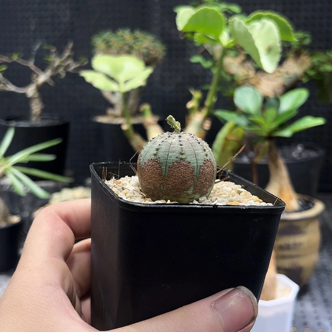 欧系实生布纹球569999999