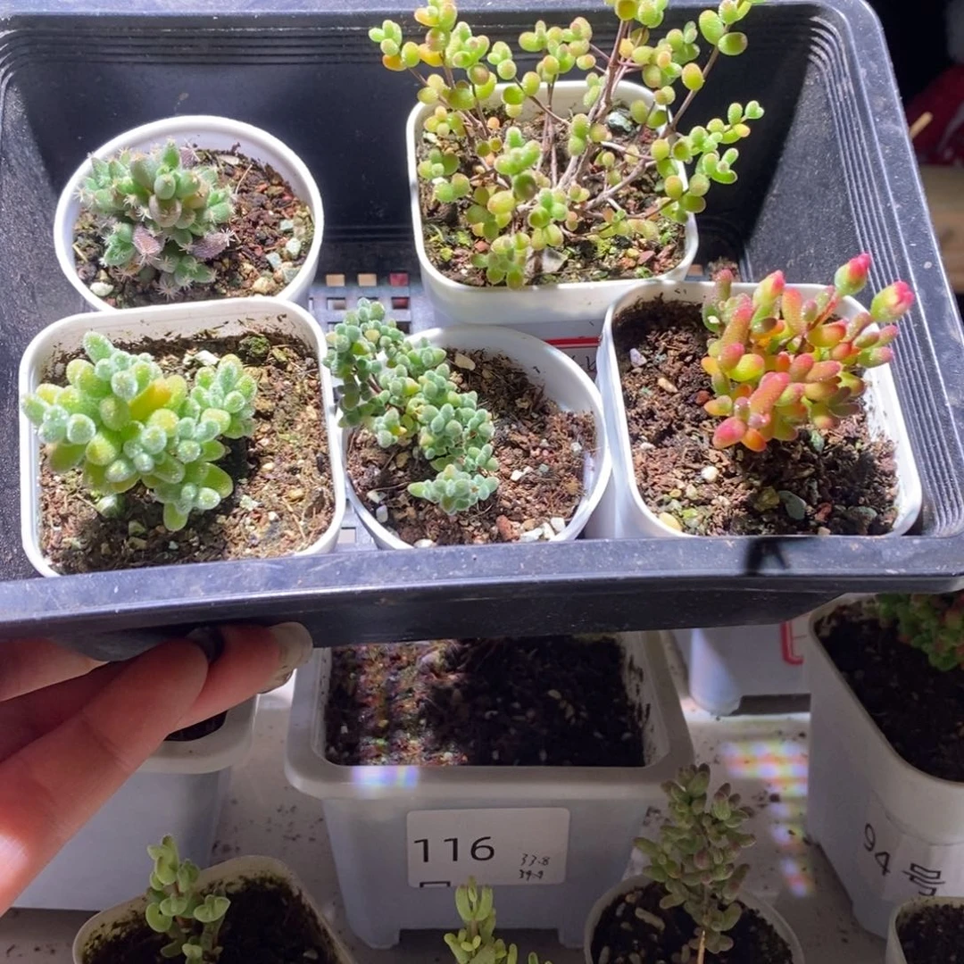 利*比福利款带盆土发货一物一拍