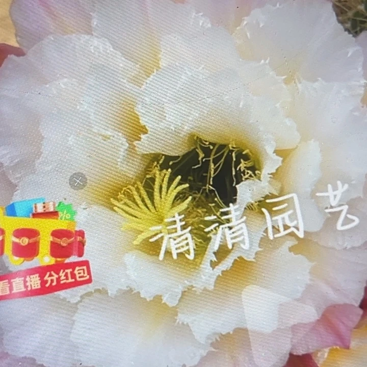 清清白玫瑰根仙人球