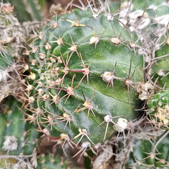 丽花雪燕侧芽6-7CM特