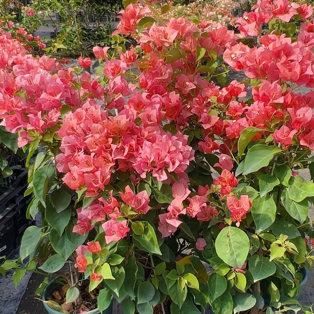 当前无花栽培后可以开花不甜西瓜带竹一棵