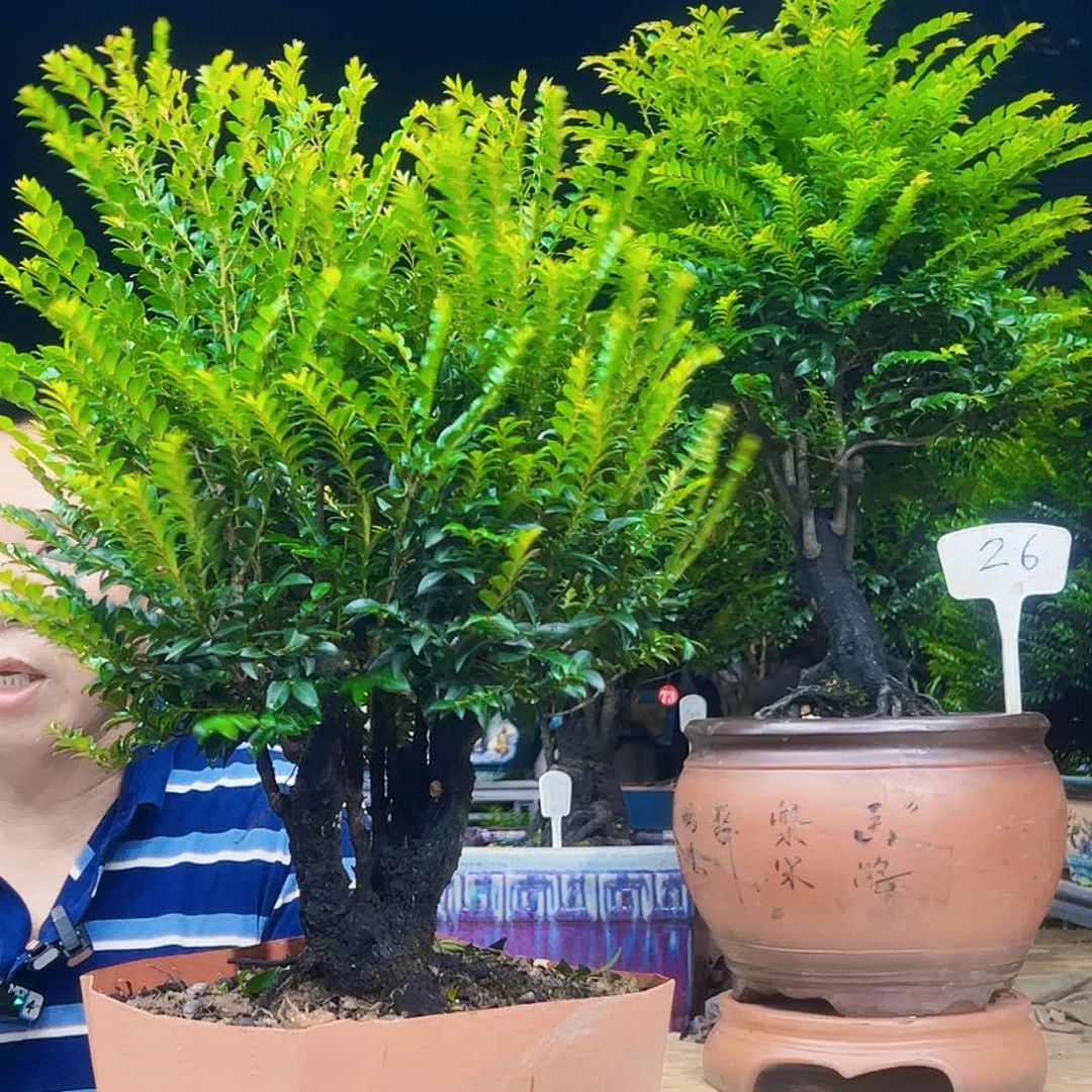 当前无花朵，栽培后可花朵老*