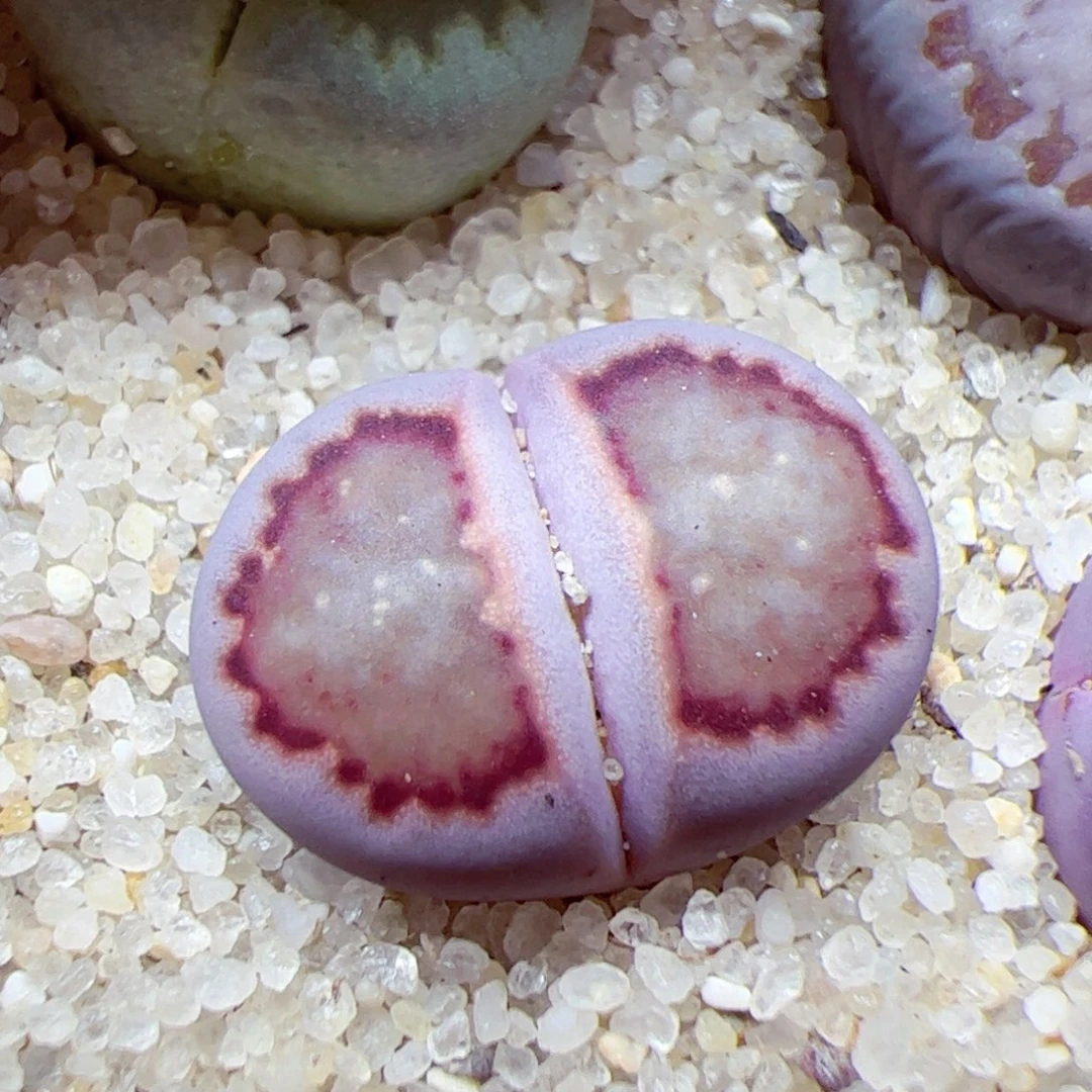 116优秀的肉肉52