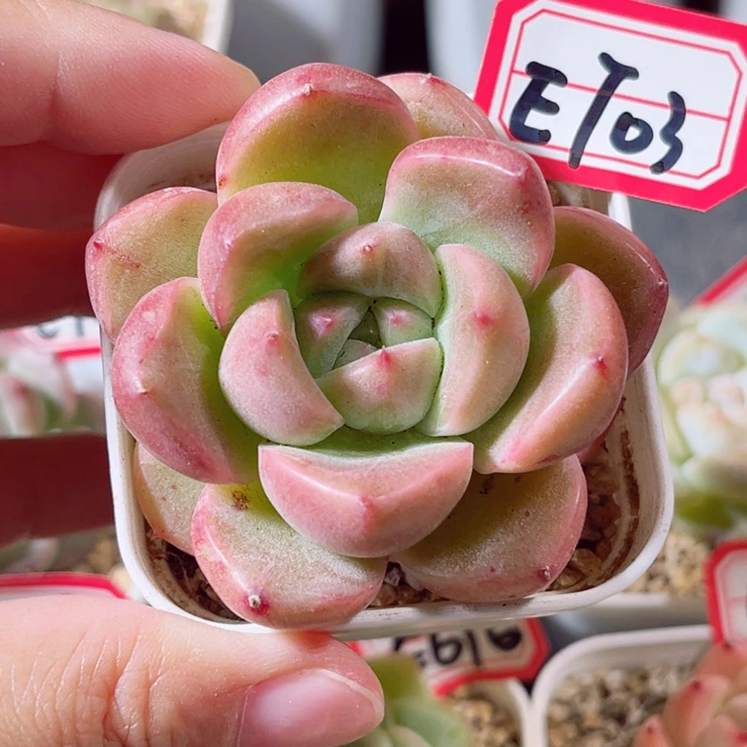 E703 一物一拍 18包邮 玉环