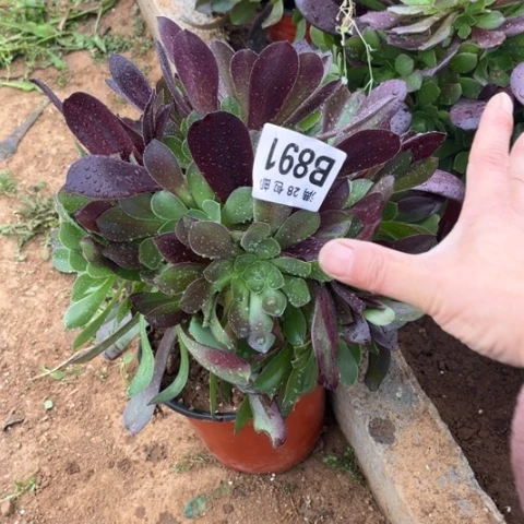 891不包断枝梅花