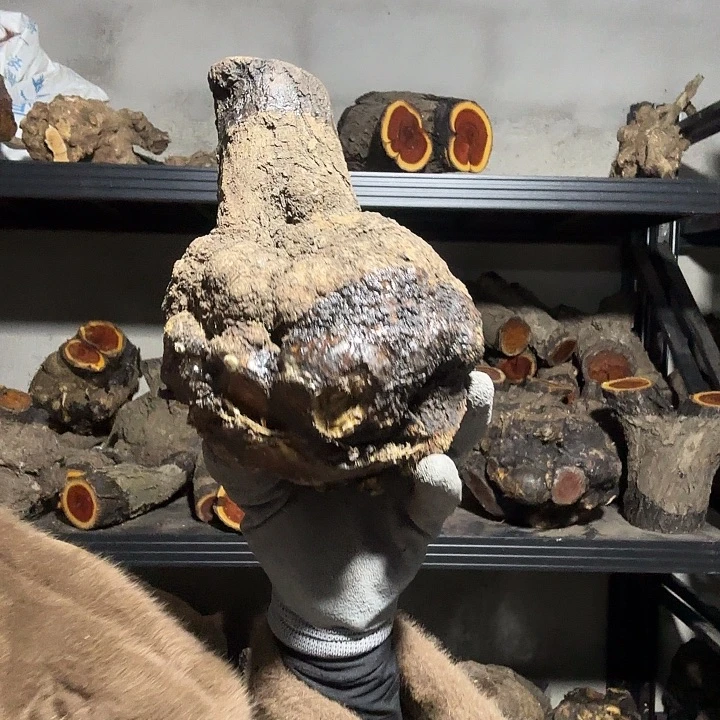 淸***風香榧木火琉璃是一种具有特殊