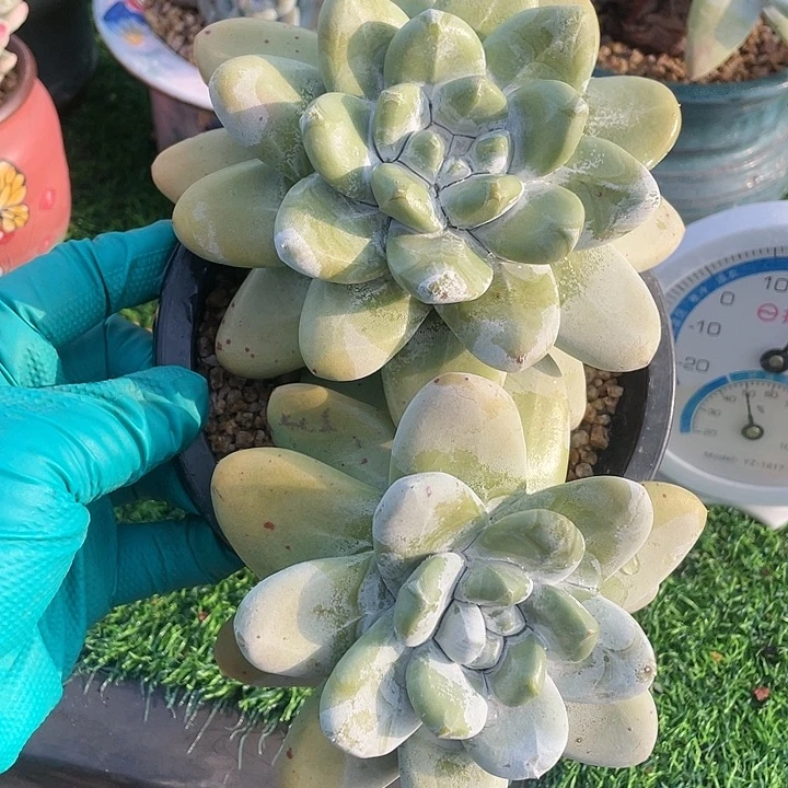 大花朵红拇指粗桩福利