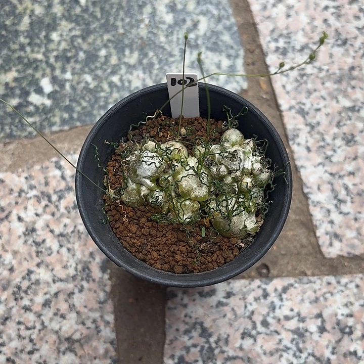 h*a泰迪海葱补差价仙人球