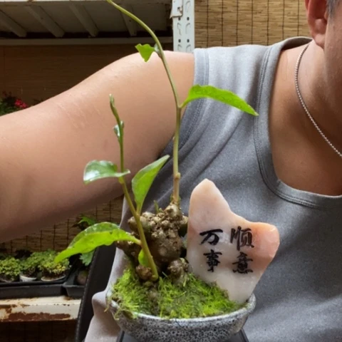 红陶山**景一物一拍所见即所得141