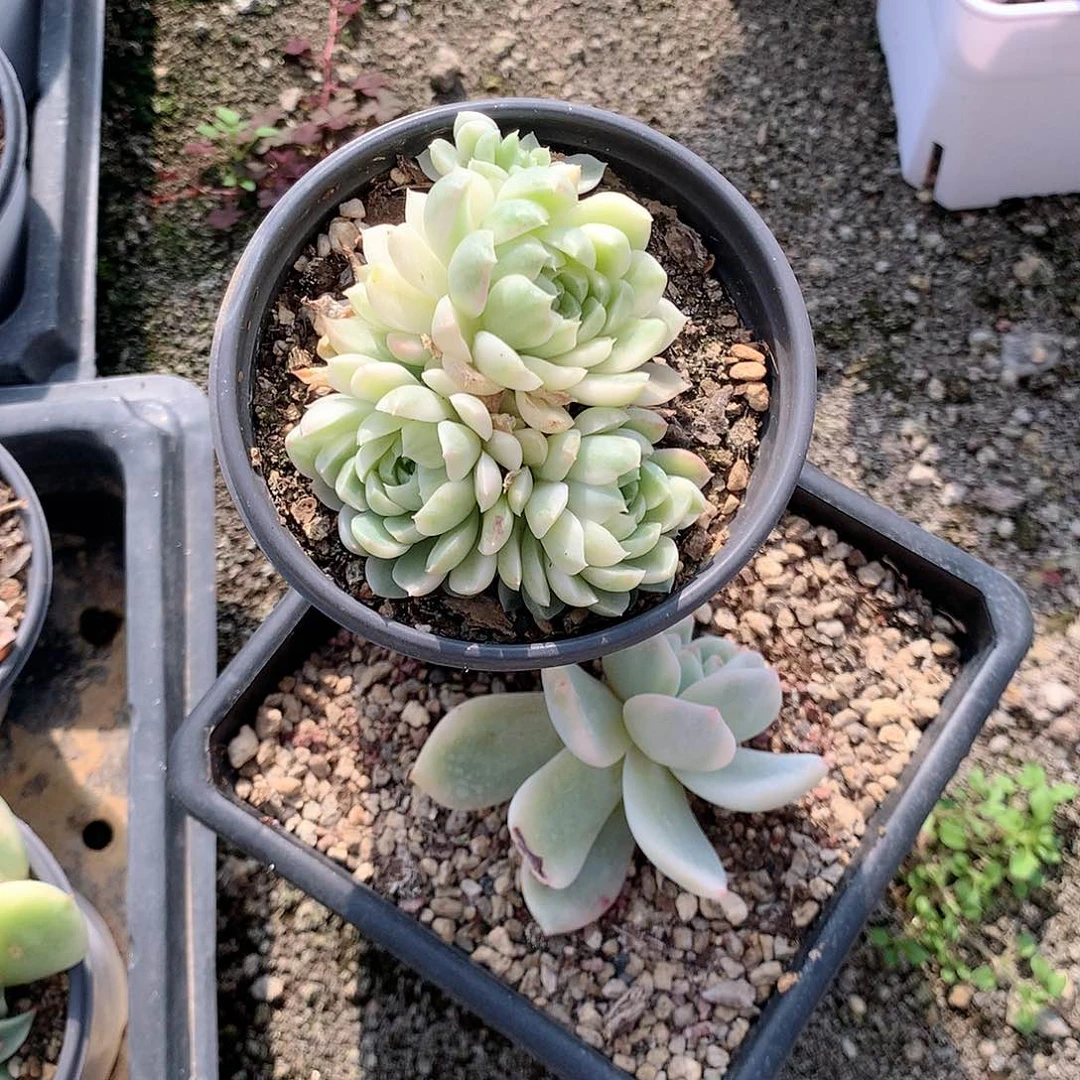 香草月影锦多肉植物老桩