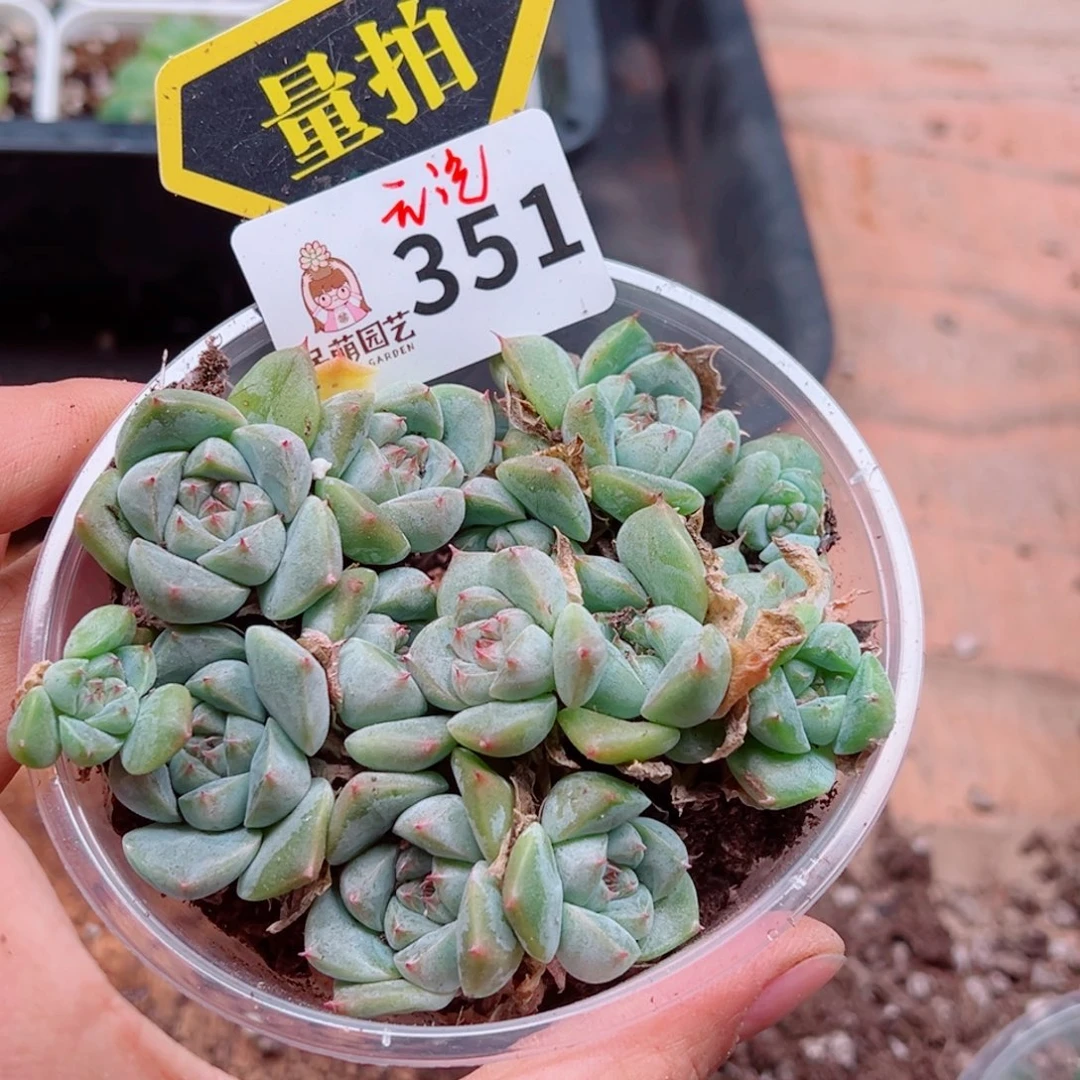 多肉植物多肉植物