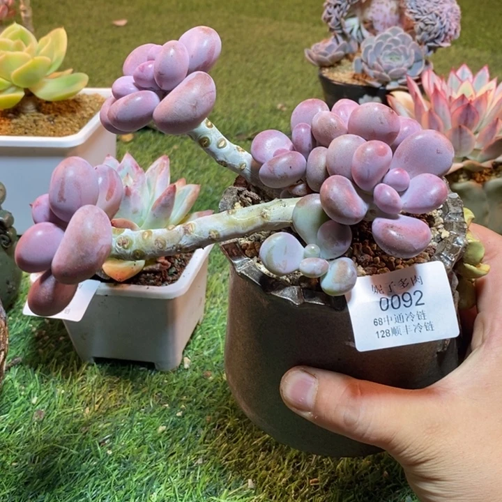 0092啊啊啊啊啊啊啊啊啊啊