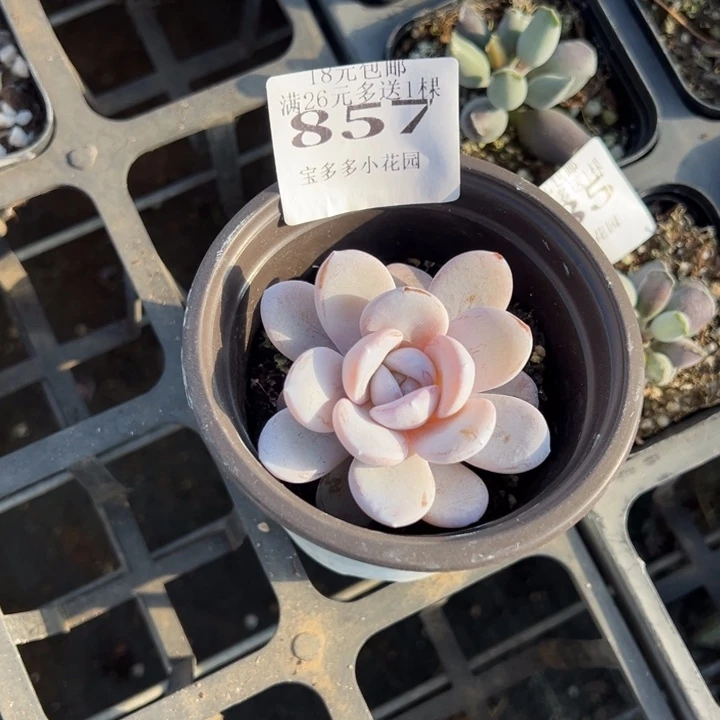 乱***飞857号雪莲量拍多肉满18元包邮下午发货