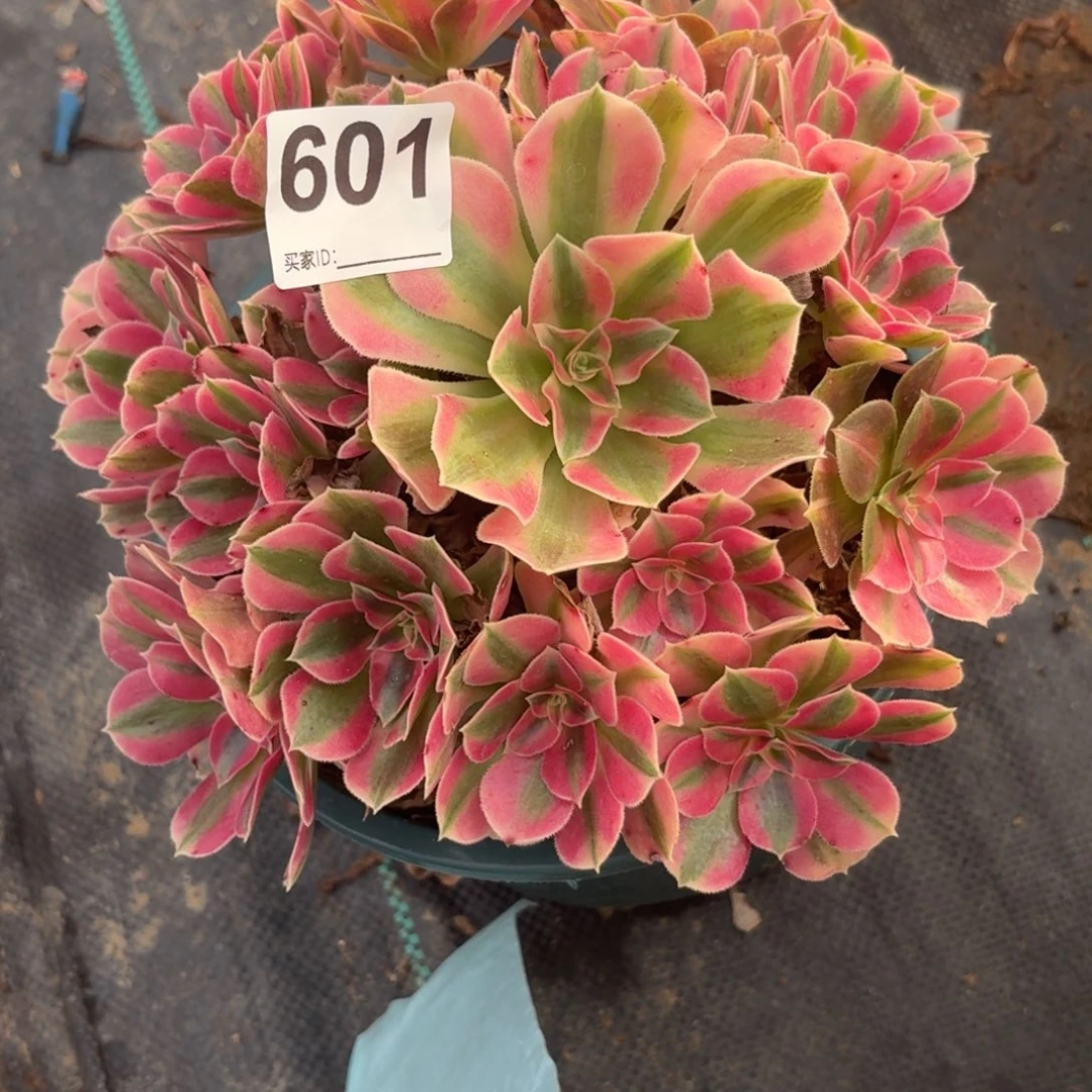 601女巫多肉植物发货