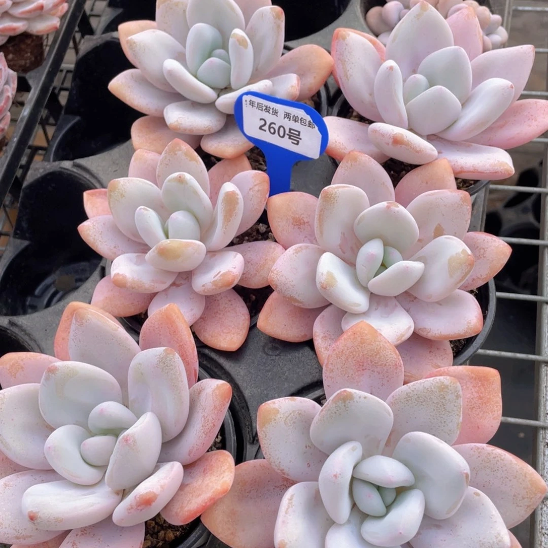 260号 母本老桩大粉兔单头一个