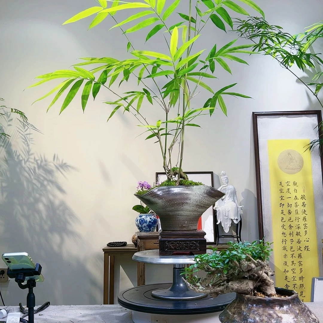 小**豆老桩精品竹盆景