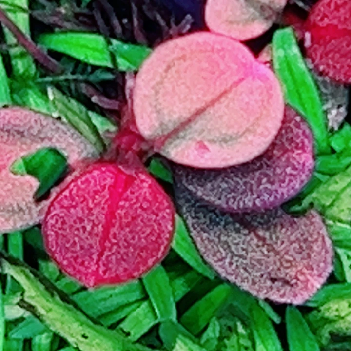 辣椒29号福利价植物一头