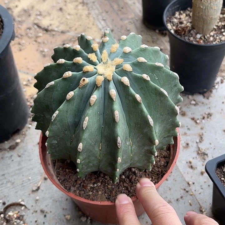 无花朵无刺王冠龙仙人球