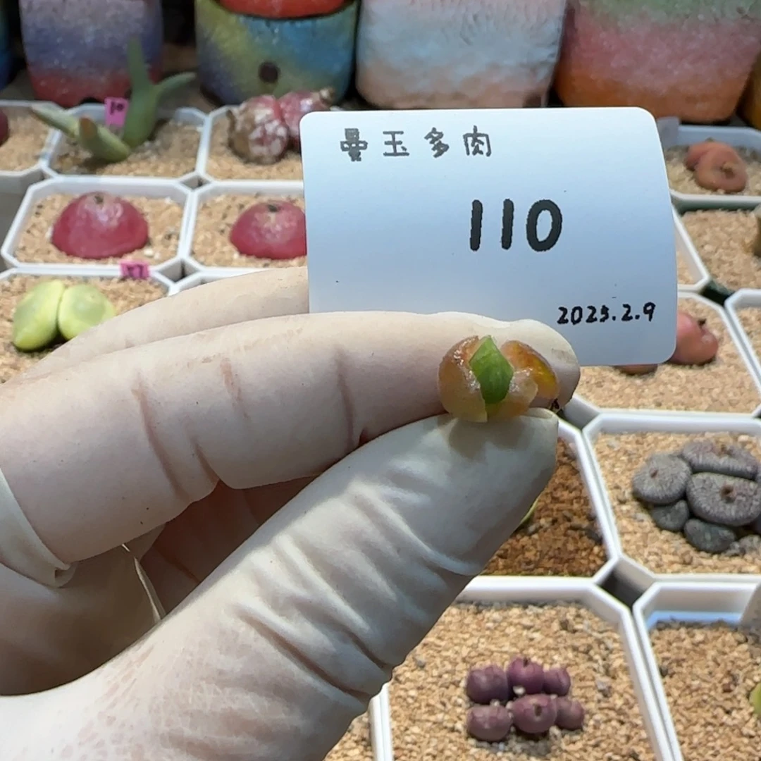 毛**?多肉多肉多肉2.9-110