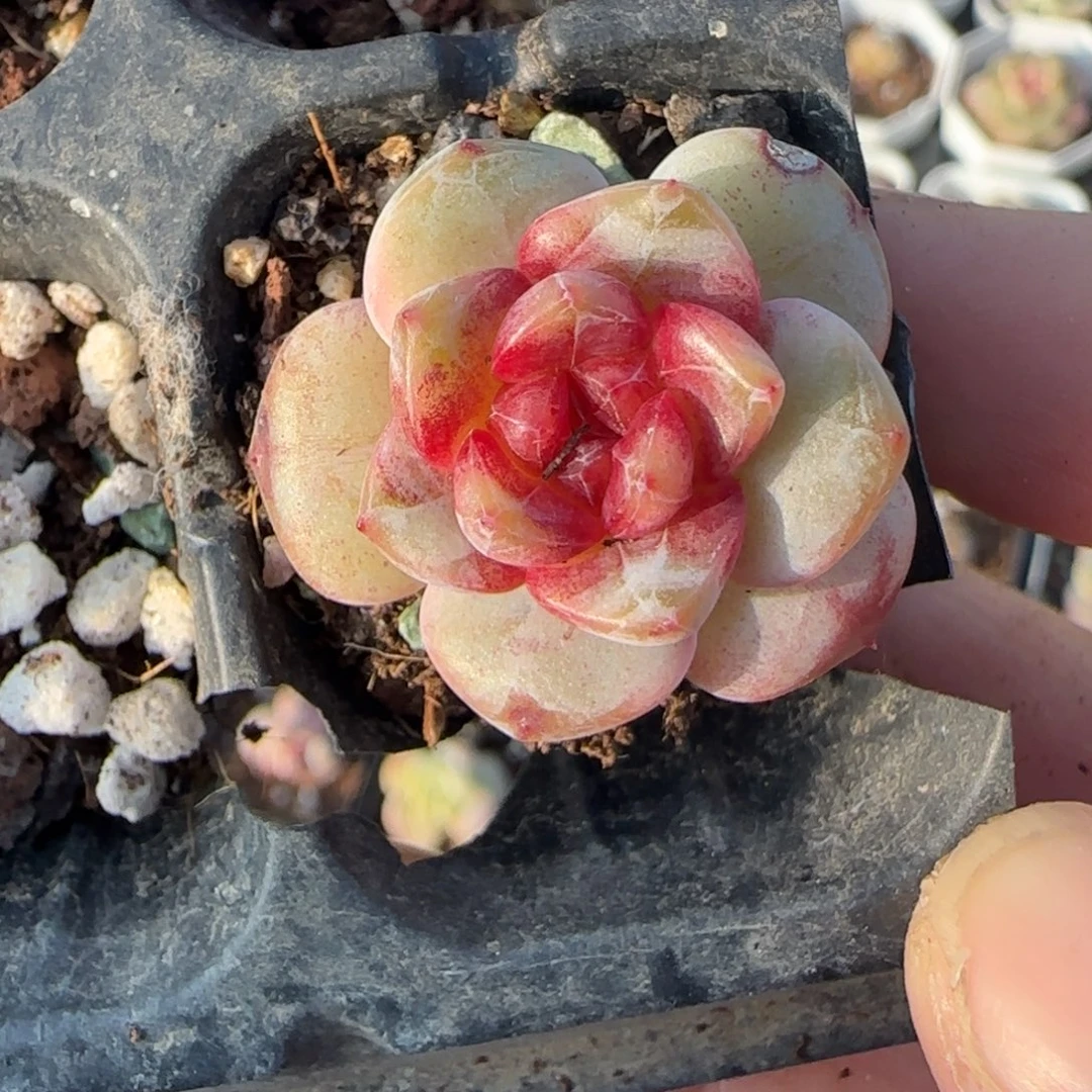 多肉小卡拉米糖心一物一拍