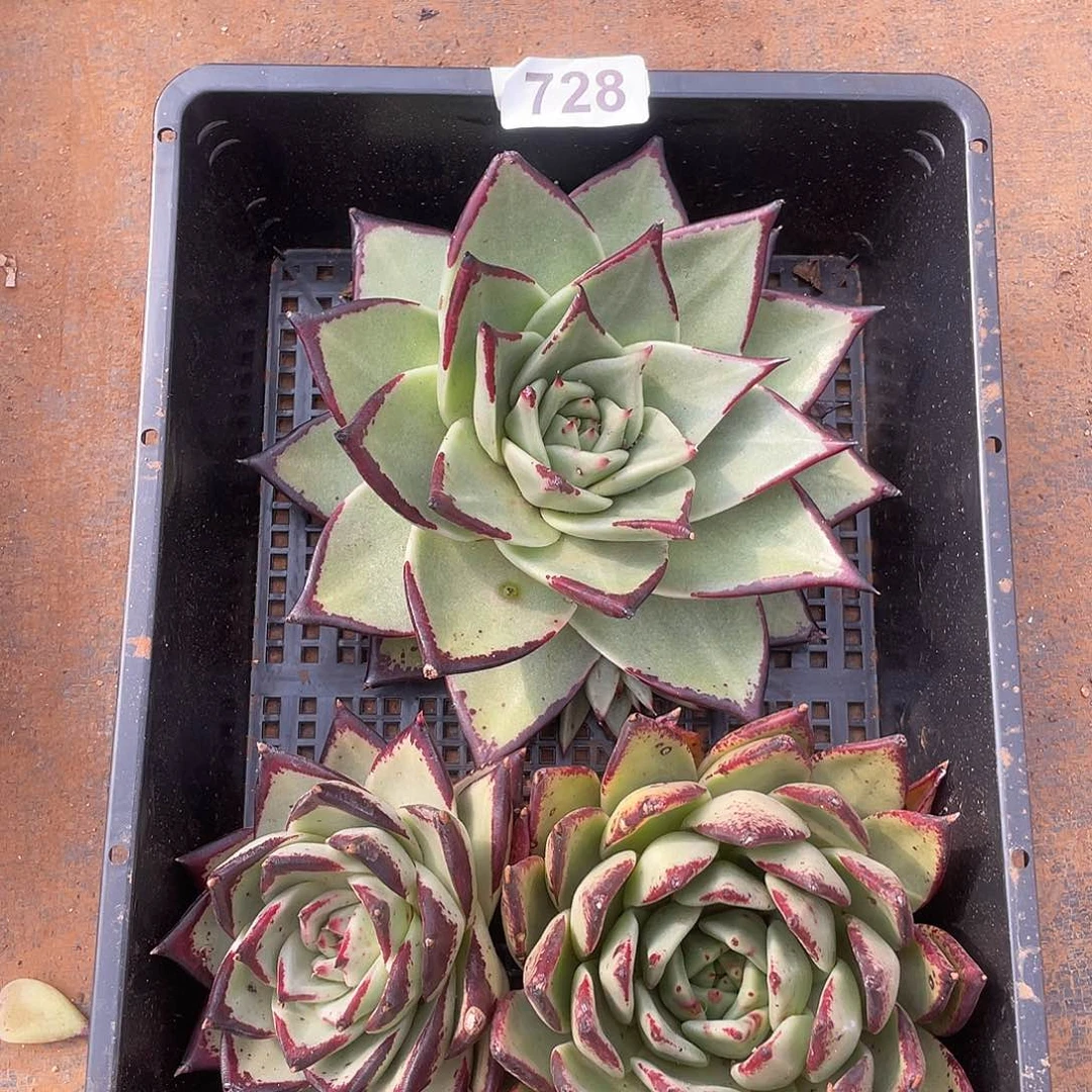 若如东云组拍728