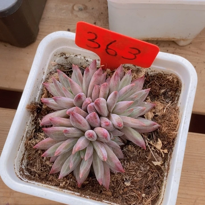 这种现象很明显了呢