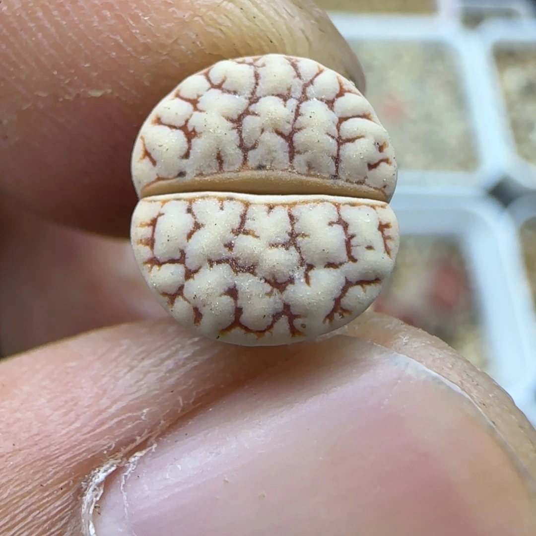 824 生石花大棚直播