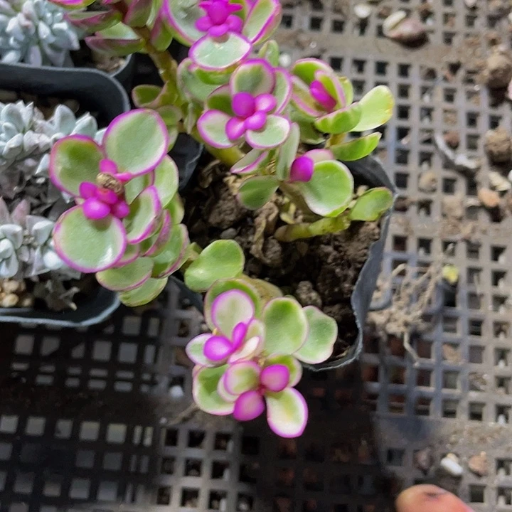 雅乐之舞锦2元带盆