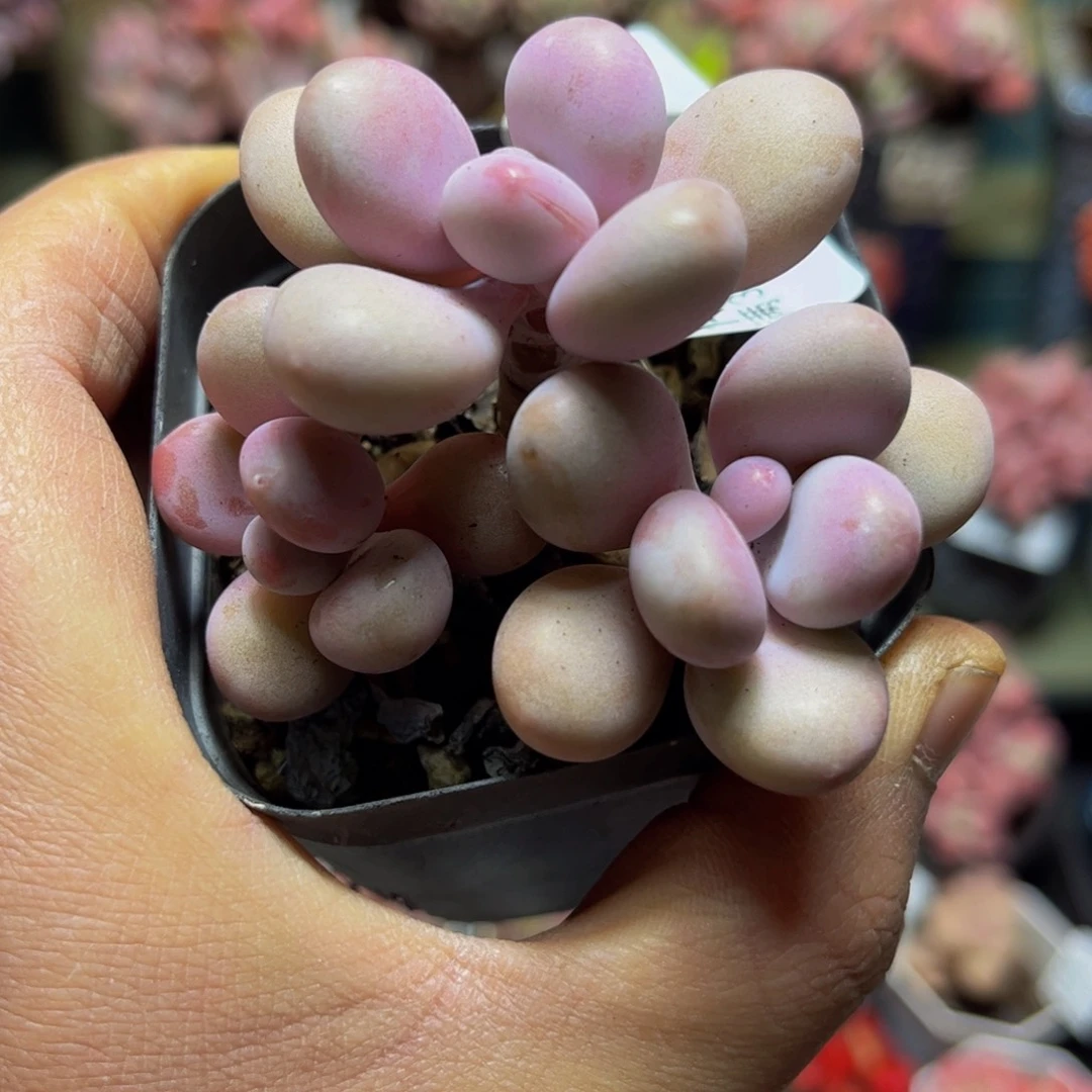 355桃蛋6厘米多肉