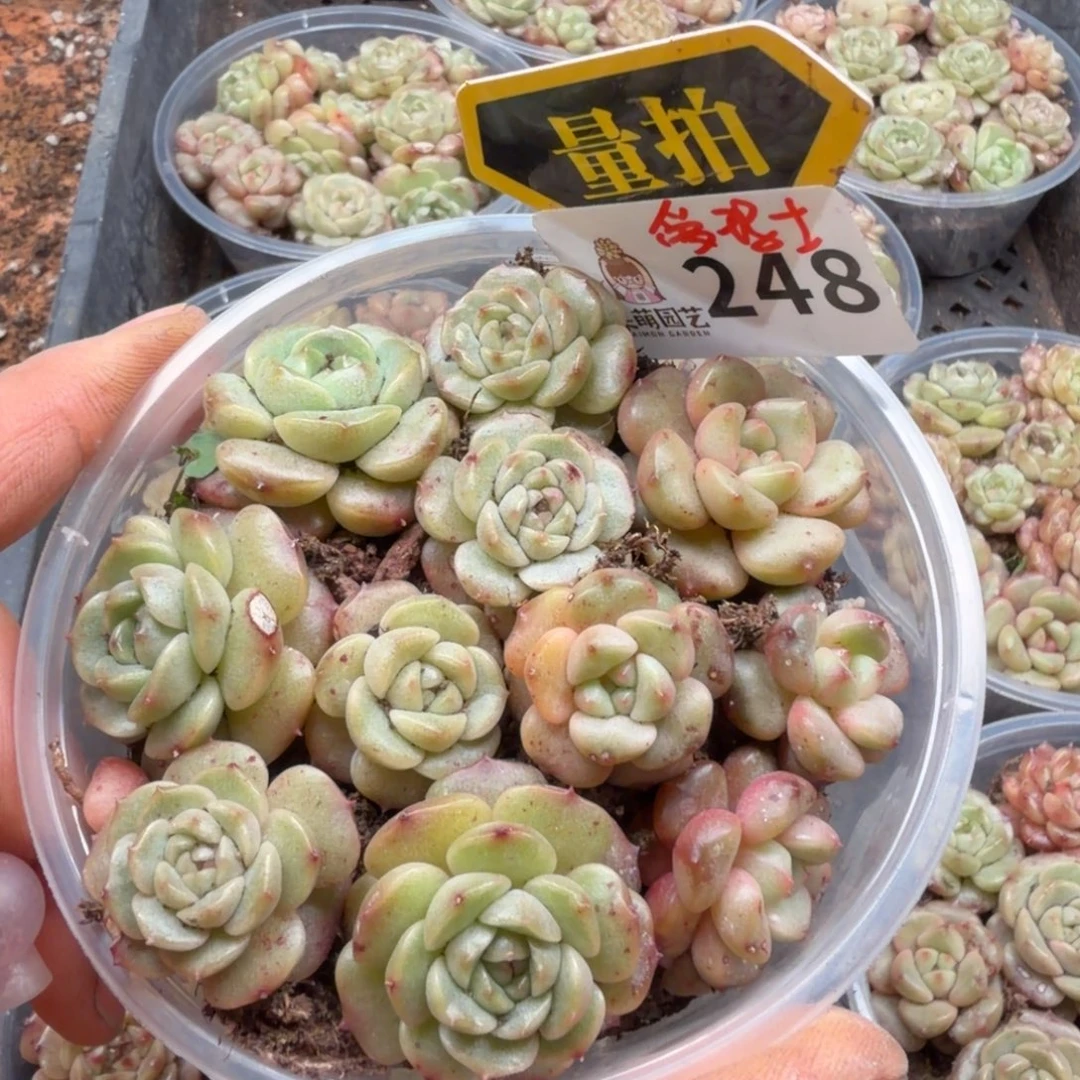 多肉植物多肉植物