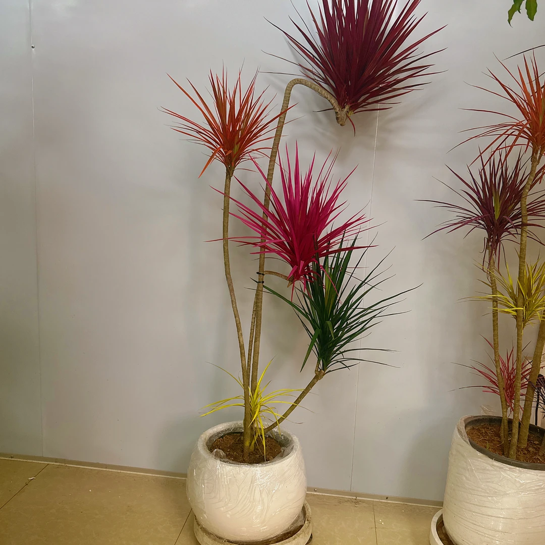 室内外净化空气好养活的千年木七彩铁绿植盆栽