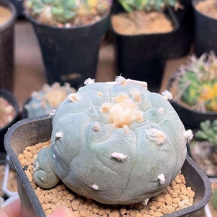 无花朵白肌海鲜母本萝卜根