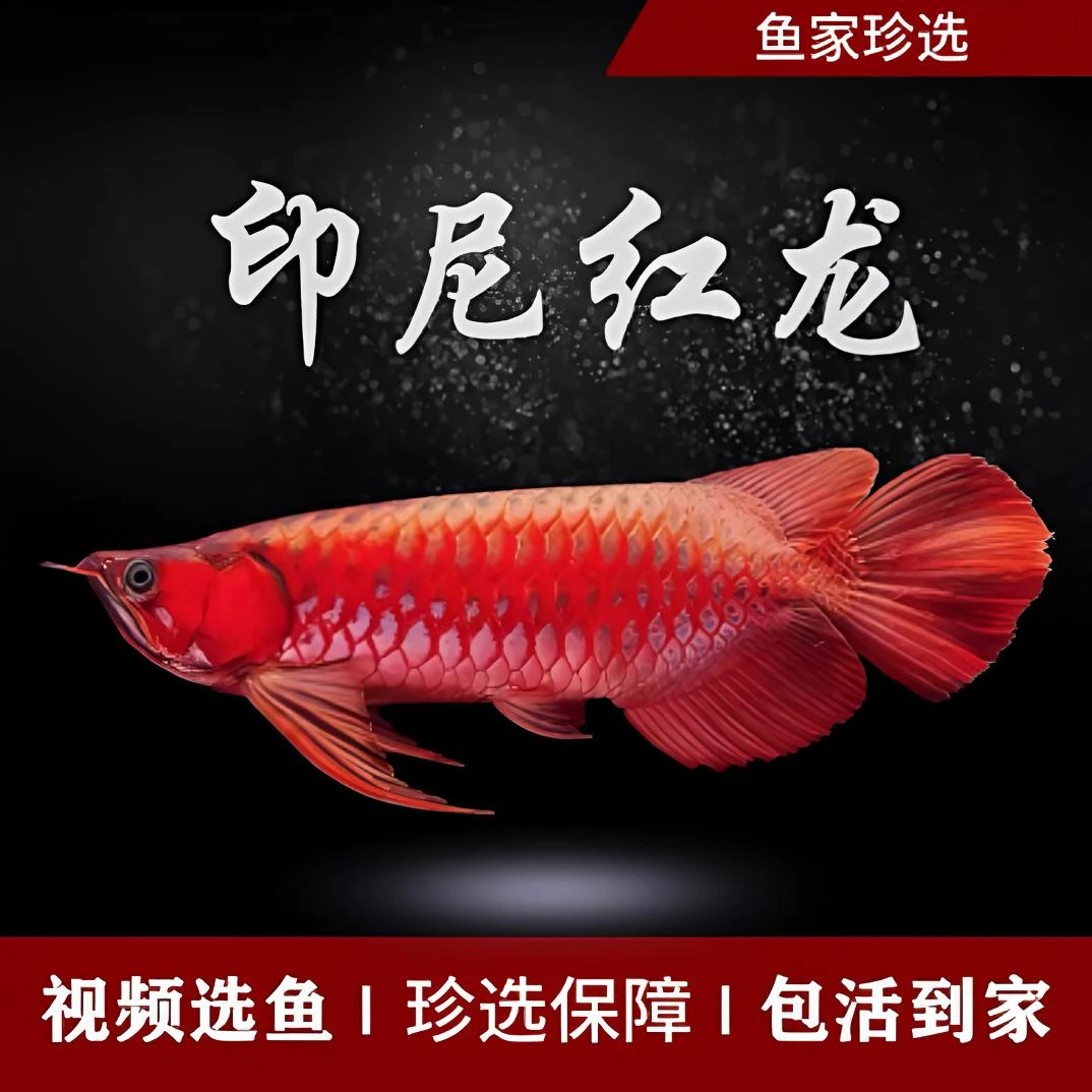 印尼红龙鱼活体超血红龙白云鱼苗观赏鱼热带鱼蓝底过背金龙鱼活鱼
