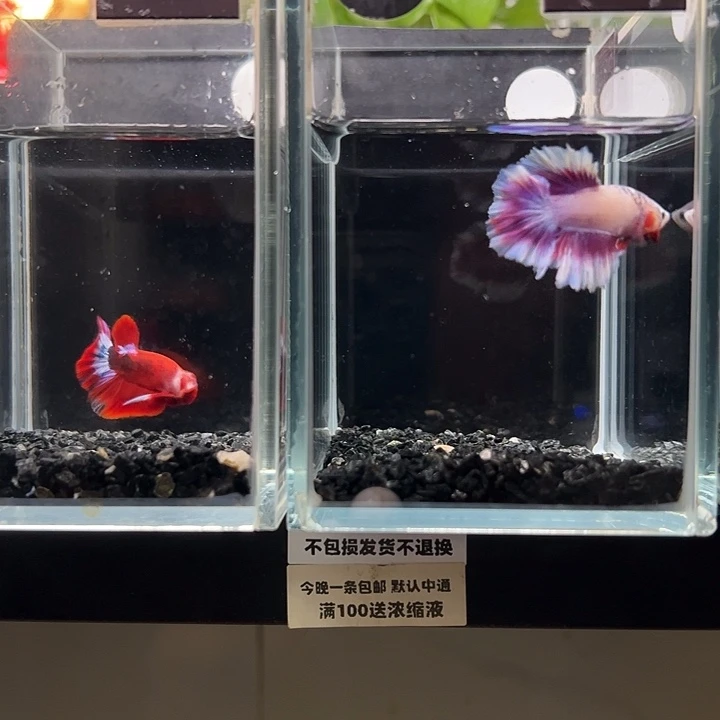 斗鱼一单包邮12日41+74