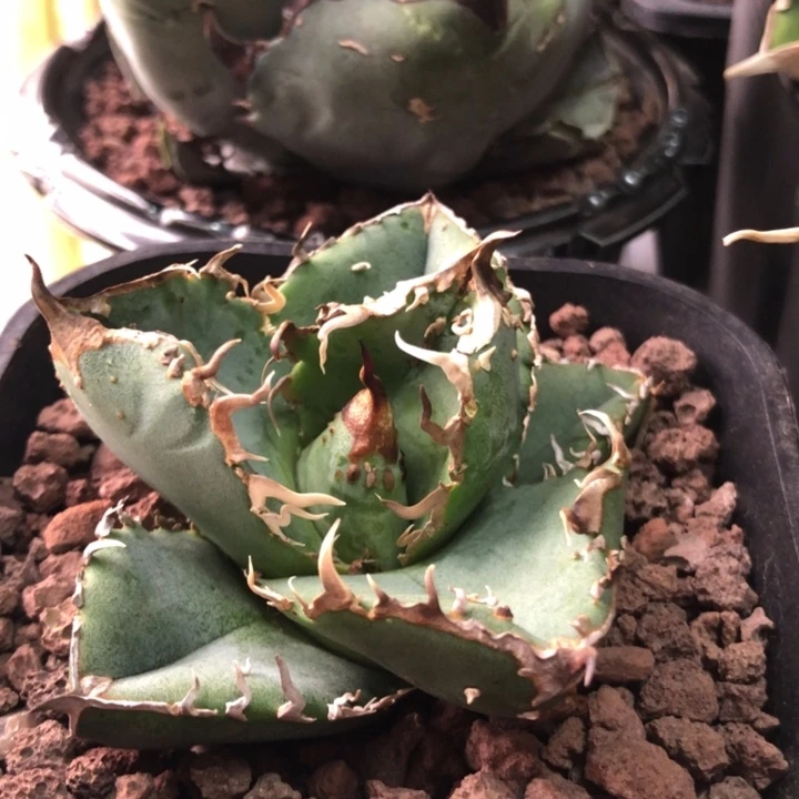 油猪仁王冠龙舌兰