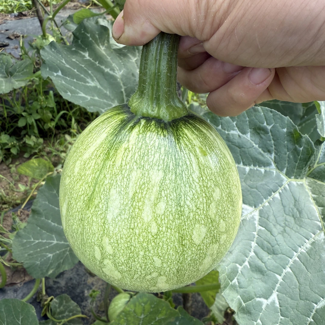 重庆农家嫩南瓜老品种露天南瓜新鲜应季菜